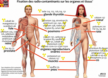 corps_impact-radioactivite.png