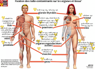 impacts nocifs sur la santé et la vie des éléments radioactifs