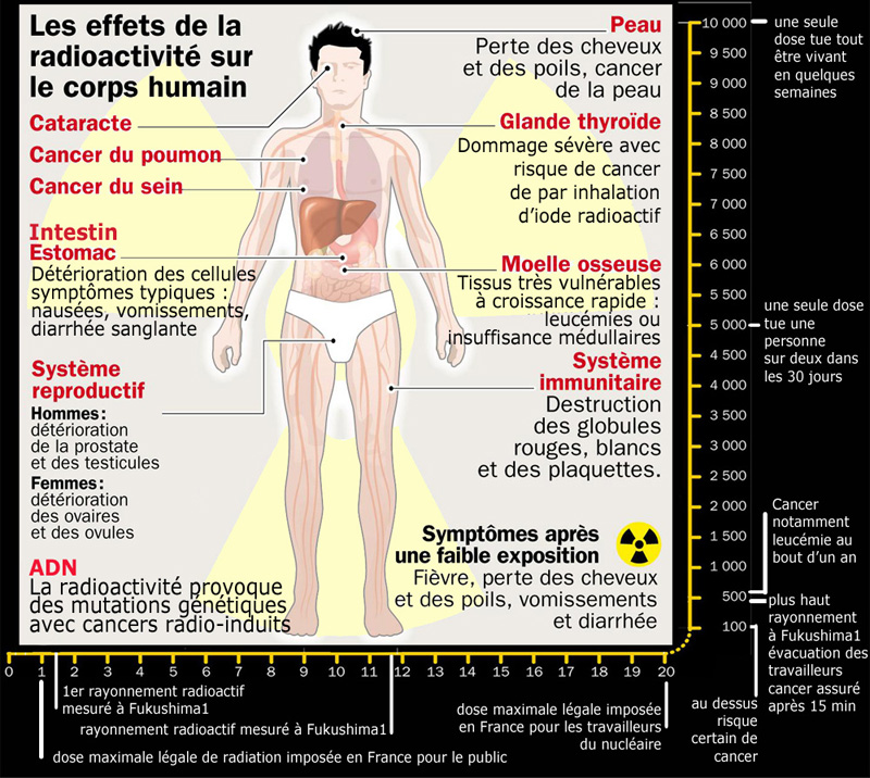 effets nocifs de la radioactivité artificielle sur les organes et tissus effets radioactivite sur corps humain 800