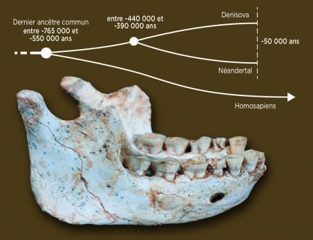 arbre Neanderthal/Homo-Sapiens