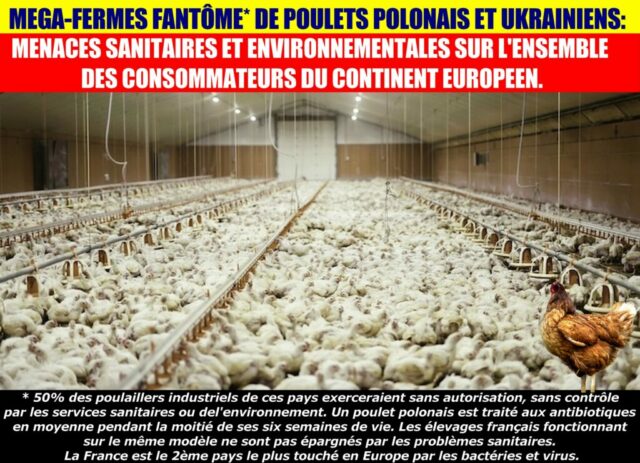 2026-05-31_Poulets-Polonais-Menaces
