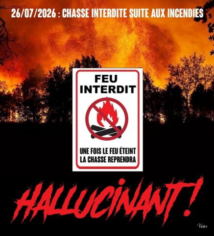 2026-07-29_Feux-Chasse_Hallucinant