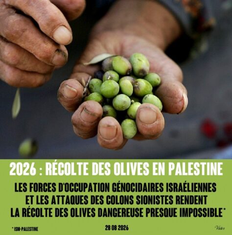 2026-09-03_Recolte-d-olives_Palestine